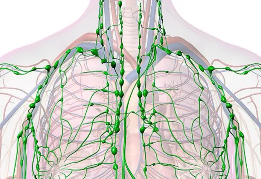 How Do I Drain My Lymphatic System Myself? Tips, Benefits, Risks - THE BEAUTY ANATOMY